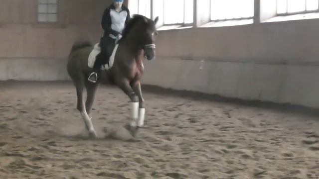 Сардоникс 6.12.17 смотреть онлайн