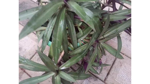 Rhoeo plant care 🌿🌿 смотреть онлайн