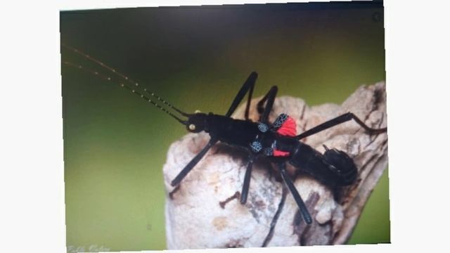 Палочник - что это такое и с чем эго едят смотреть онлайн