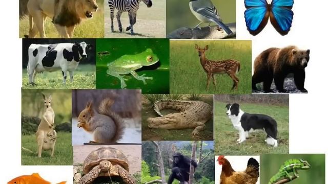 Science - Animal reproduction, Egg laying animal and Mammals - English смотреть онлайн