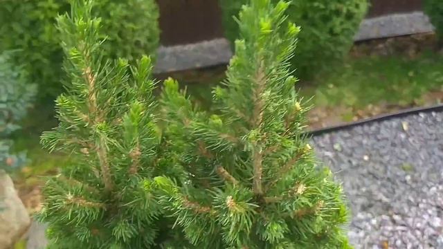 Ель Коника.Стричь или не стричь? смотреть онлайн