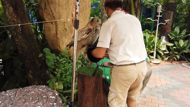 Bangkok zoo safari world смотреть онлайн