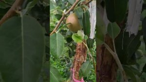 груша "Россошанская десертная" осеннего срока созревания с очень крупными плодами..Вам понравится!