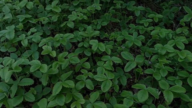 Сирень обыкновенная/common lilac смотреть онлайн