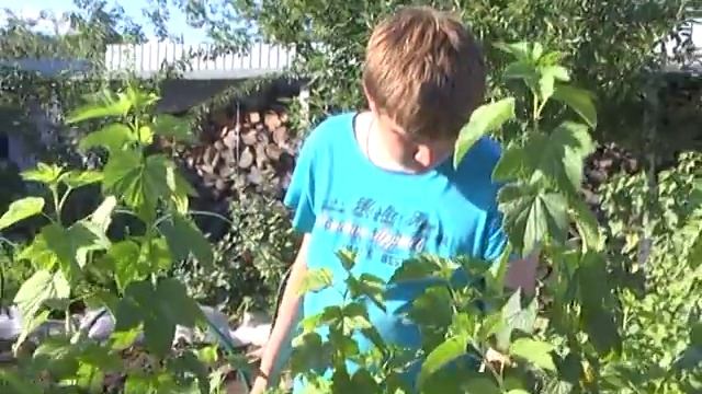 Уборка урожая на даче. смотреть онлайн
