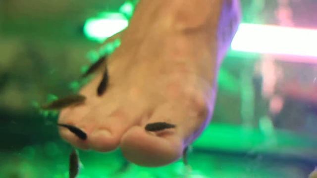 Гарры руфы кусают Катины ноги :)