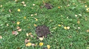 Как избавится от крота. Еще один ВЗРЫВНОЙ способ борьбы с кротом.