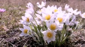 И РАСЦВЕЛ ПОДСНЕЖНИК 201801