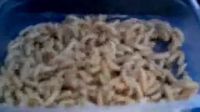 Диско-черви.flv смотреть онлайн