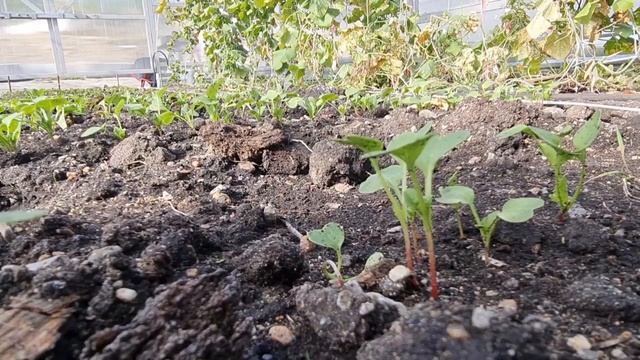 Осенний посев редиса. Школа продвинутого садовода смотреть онлайн