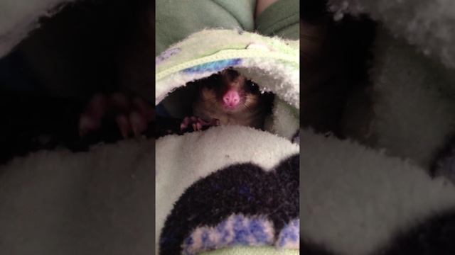 What Does The Sugar Glider Say?