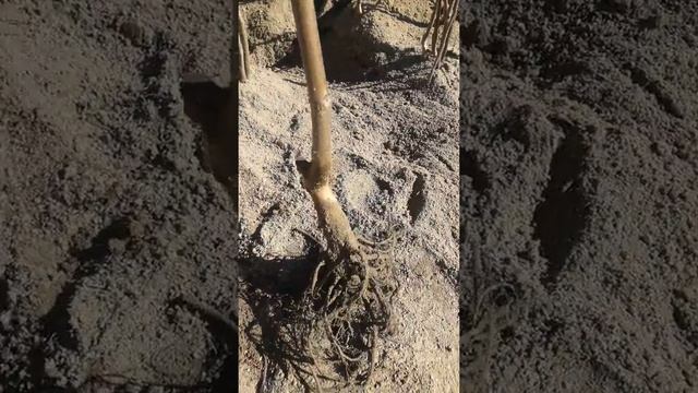 Саженцы грецкого ореха Чандлер смотреть онлайн