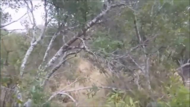 Львы против Гиены - 2015 смотреть онлайн