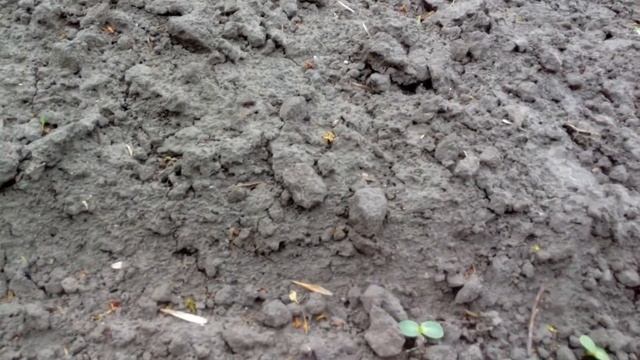 1 мая Начал цвести РАПС Пора на кочевку. А рядом ПОДСОЛНУХ смотреть онлайн