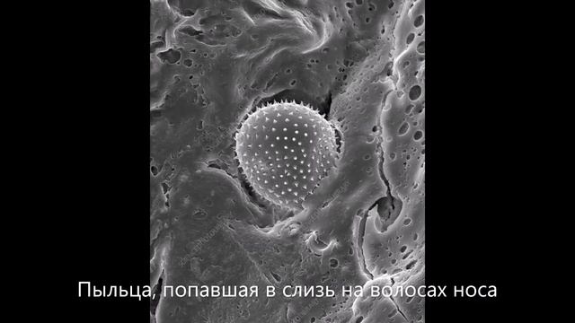 Клетки человека под электронным микроскопом