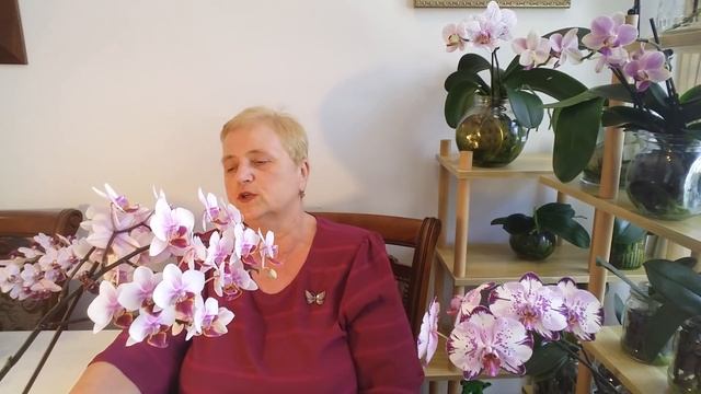 ВЫРАЩИВАНИЕ, ПОЛИВ и УДОБРЕНИЕ ОРХИДЕЙ в ПУСТОЙ ВАЗЕ...ПРОЩЕ НЕ МОЖЕТ БЫТЬ смотреть онлайн