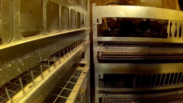 Новые Селадоны уже порадовали яйцами! смотреть онлайн