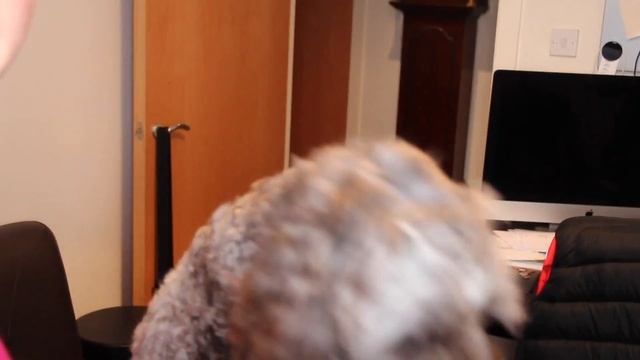 How To Groom A Cockapoo Face - Demo