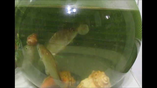 Супер Насадка для рыбалки по Холодной воде.Карась её не упустит.Рыболовные секреты.Насадка на карпа смотреть онлайн