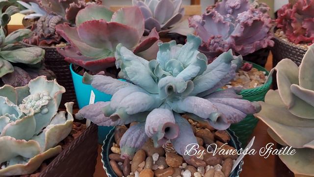 🌿Echeverias com carúnculas da minha coleção! PARTE 2 смотреть онлайн