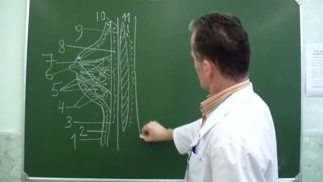 Топографическая анатомия передней стенки грудной клетки смотреть онлайн