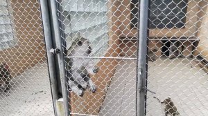 Сбежавшая обезьяна из питомника обезьян