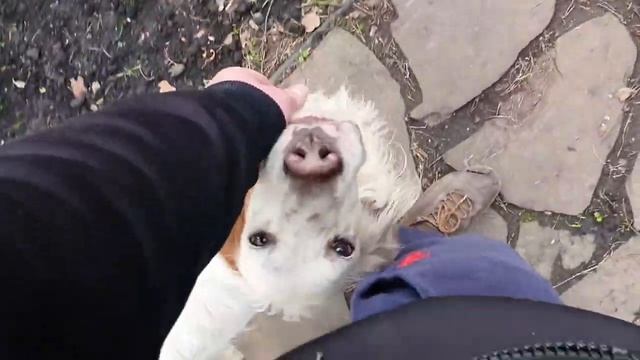 Ли Сяо / Alice the Fox Лиса Алиса (Нападение лисы на собаку из-за вороны) смотреть онлайн