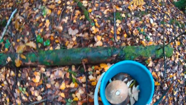 Охота за рядовками.