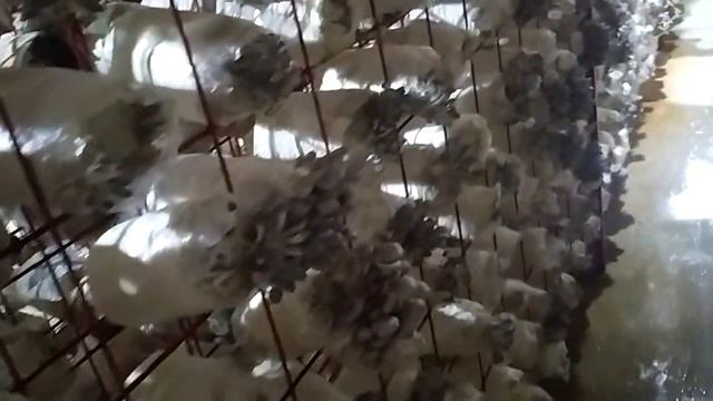 Вешенка/ плодоношение/ на следующий день смотреть онлайн