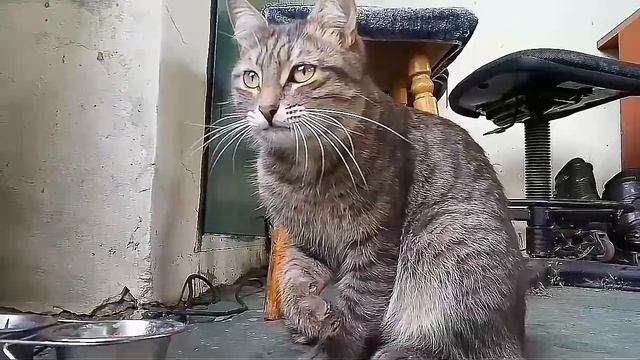 КОТ ПРИКОЛЬНО ЕСТ ЛАПОЙ смотреть онлайн