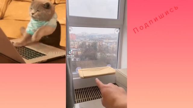 ЗЛАЯ СОБАКА В ТИК ТОК!!ШОК смотреть онлайн