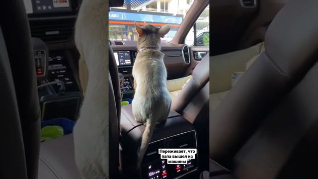 Ваши переживают?#чихуахуа #собака #юмор #chihuahua #dog #cобаки #cane #dogvideo #치와와 #チワワ #犬 #狗 смотреть онлайн