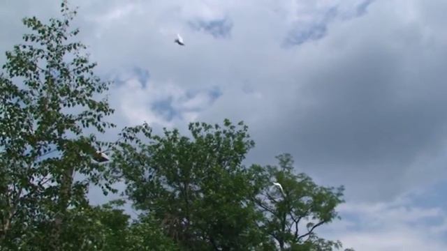 Наша свадьба Новошахтинск 11.06.2011г. смотреть онлайн