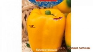 Перец сладкий Золотой бочонок (zolotoy bochonok) ? обзор: как сажать, семена перца Золотой бочонок