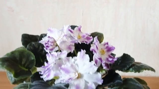 Фиалка РС-Пальмира смотреть онлайн