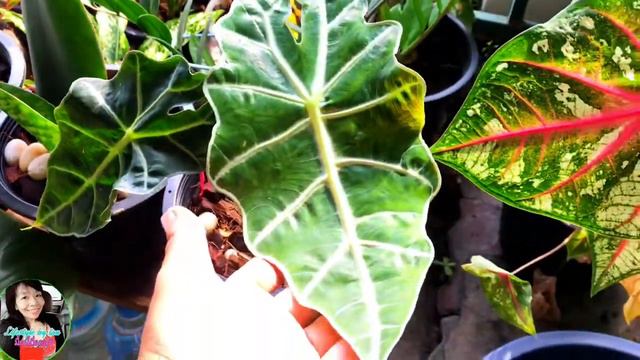 อัพเดต อโลคาเซีย แก้วสารพัดนึก Alocasia Amazonica หลังจากที่ถูกเชื้อรากัดใบเป็นจุดเกือบหมดต้น Ep.2 смотреть онлайн