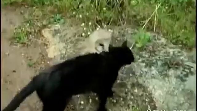 Сова и кот смотреть онлайн