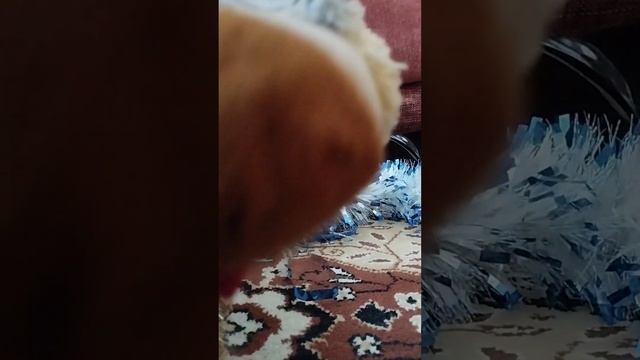 |Котик Дымок И новогодние фотографии!!!| @pluttonium1 смотреть онлайн