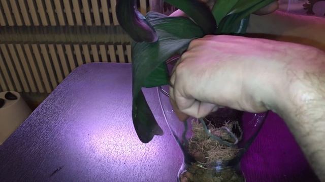 Спасаем орхидею