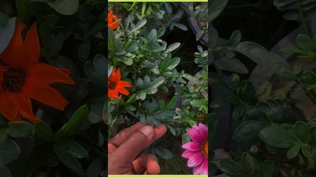 gazania flower care tip смотреть онлайн