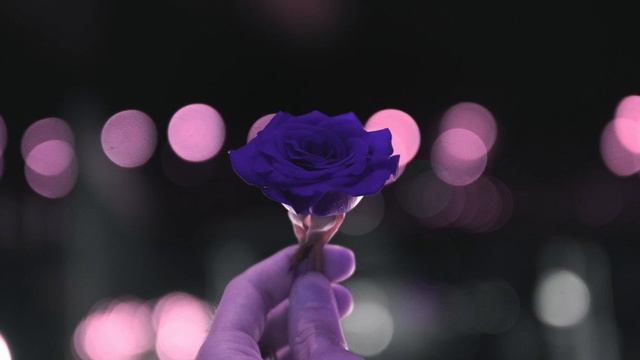 sting ~ desert rose (slowed + reverb) смотреть онлайн