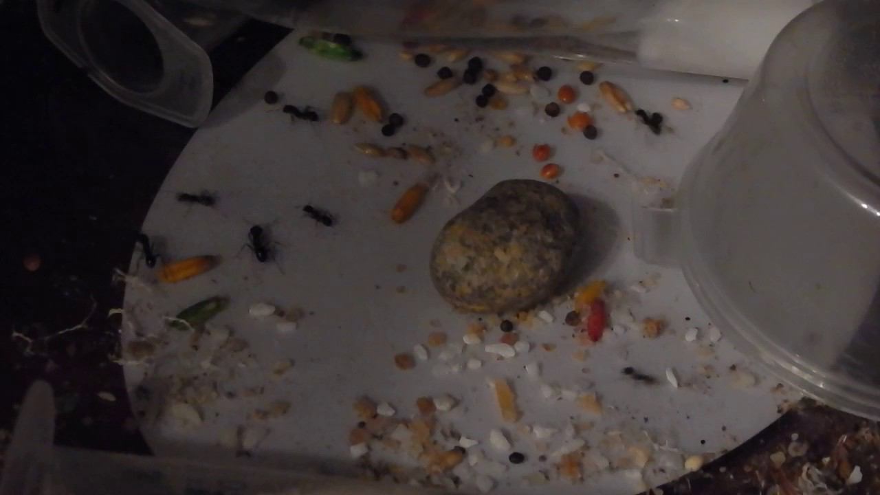 Мураши смотреть онлайн