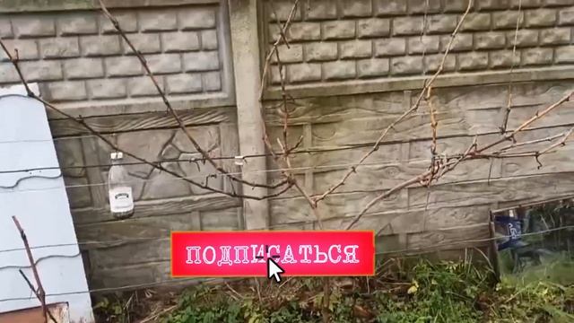 ??ОТЛИЧНЫЙ и ВКУСНЫЙ виноград в условиях севера / Виноград Подарок Несветая в условиях севера. смотреть онлайн