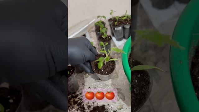 Пикирую томаты🫣🍅 смотреть онлайн
