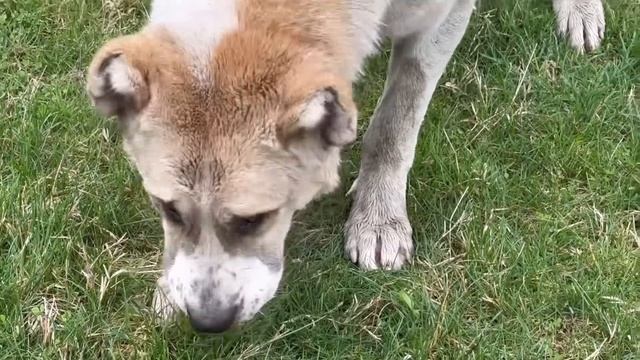 Измученный алабай оказался на обочине жизни/За что его выбросили умирать с голоду? смотреть онлайн