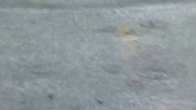 Svartzonker Super Big tail смотреть онлайн