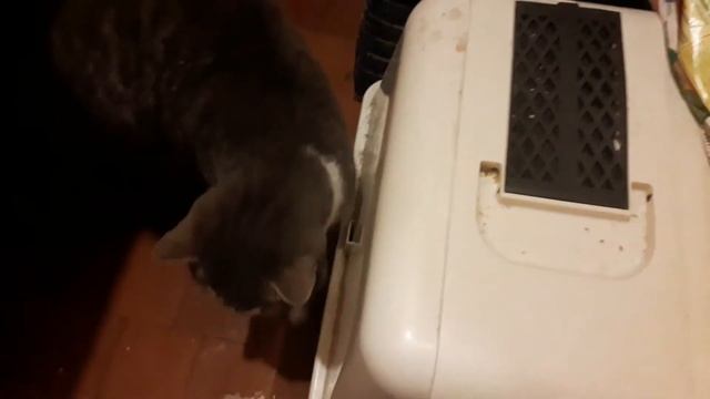 ОБЗОР НА МОЕГО КОТА смотреть онлайн