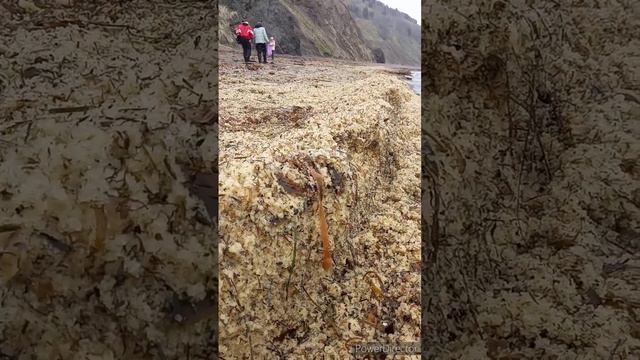 Икра селедки, Сахалин, 29 апреля 2024 года смотреть онлайн