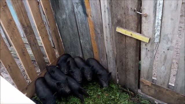 Сколько весят вьетнамские вислобрюхие свиньи??? смотреть онлайн