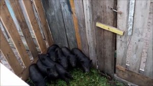 Сколько весят вьетнамские вислобрюхие свиньи???